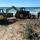 Aquesta setmana s’han eliminat diverses espècies vegetals invasores que seran substituïdes per plantes autòctones pròpies del litoral mediterrani