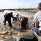 Segons ha explicat l'investigador de l'IRTA, Neil Duncan, els resultats obtinguts són esperançadors.