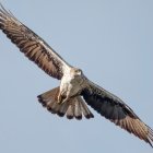 La central de la Selva del Camp consta de 4.872 panells solars