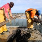 Dos pescadors lliguen les cordes amb cria de musclo a les batees.