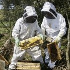 Apicultors treballant amb les abelles.