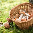 Imagen de una cesta con setas.