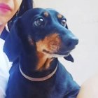 Imatge difosa de Leia.