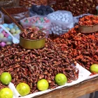 El uso de insectos en la alimentación empieza a introducirse en la sociedad catalana y europea.