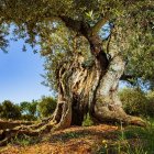 Imagen de un olivo milenario de Ulldecona.