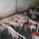 Una granja de porcs d'Ivars d'Urgell.