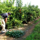 Un operari treballa en un camp de cítrics d'Alcanar.