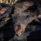 Un porc senglar mort.
