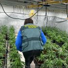 Imagen de la plantación de marihuana intervenida por la Guardia Civil en Tarragona.