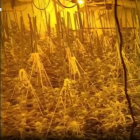 Imatge de la plantació de marihuana.