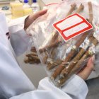 L'estudi conclou que l’episodi volcànic del 2021 no va provocar pèrdues de biodiversitat vitivinícola significatives.