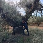 Imatge d'una de les oliveres monumentals localitzades a la finca de Santa Bàrbara.