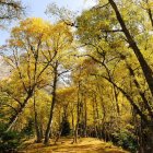 La creació de paisatges agroforestals més resilients es destaca com un àmbit clau per impulsar la bioeconomia a Catalunya.