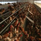 Imatge d'arxiu d'una granja de gallines.