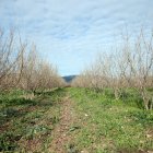 Avellaners en una finca a Vilallonga del Camp
