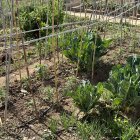 Imatge dels horts de Cal Dània