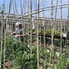 Imatge d'un dels horts de Can Dània cultivat per veïns.