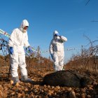 Dos agents rurals observen un exemplar de porc senglar mort.