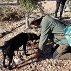 Un camp de cultiu de tòfona