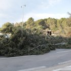Un arbre caigut pel temporal de vent a Mont-roig del Camp