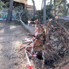 Imatge de pins arrencats pel vent a la plaça dels Pins de Valls