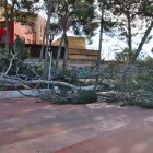 Imatge de pins arrencats pel vent a la plaça dels Pins de Valls
