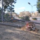 Pins arrancats pel vent a la plaça dels Pins de Valls