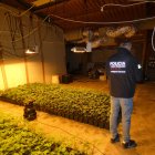 Es van localitzar lesplantacions de marihuana en dues estances de la nau.