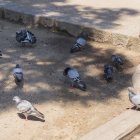 Imatge d'arxiu dels coloms a Tarragona