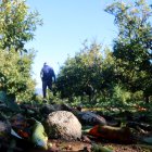 Mandarines fetes malbé al terra de la finca de Ramon Itarte, a Vinaròs
