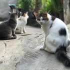 El mateix òrgan judicial va imposar mesures cautelars a l'Ajuntament el 2024.