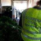 Expoli llentiscle Reus