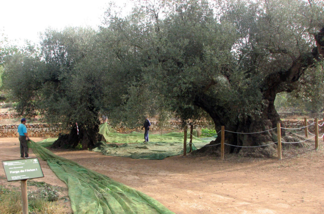 Ple general d'uns pagesos treballant en oliveres mil·lenàries de la finca d'Arión, Ulldecona.