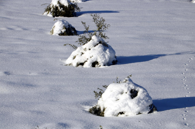 Pla mitjà on es poden veure oliveres joves, pràcticament colgades per la neu, en un camp a Vinaixa