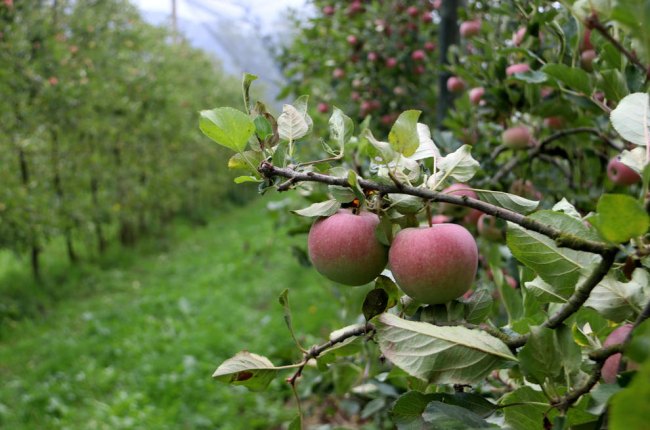 Imagen de archivo de un árbol lleno de manzanas.