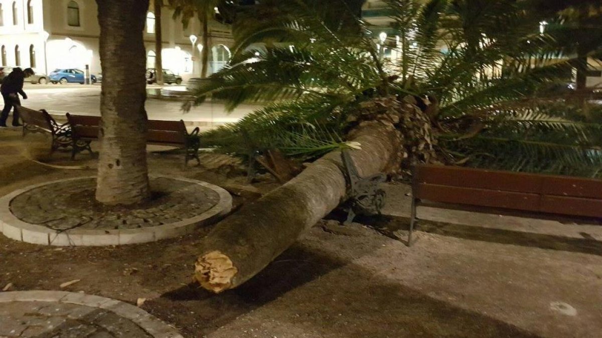 En la plaza de los Niños de Tarragona, cae una palmera.