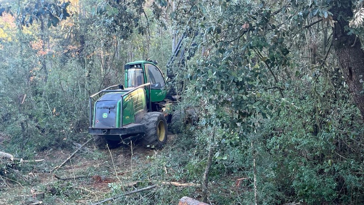 Imagen de los trabajos de retirada de árboles afectados por sequía en el Paraje Natural de Poblet.