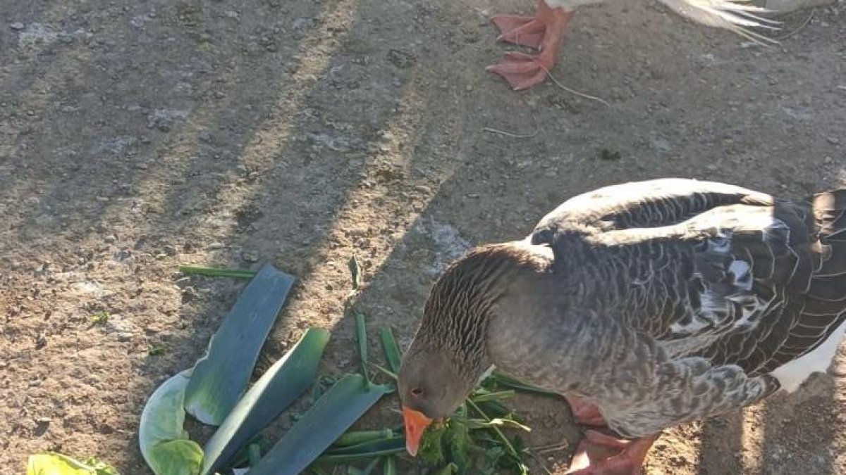 La CUP de Reus confia que el projecte pot marcar un pas significatiu cap a una col·laboració estreta entre els mercats municipals i les associacions dedicades a la protecció animal.