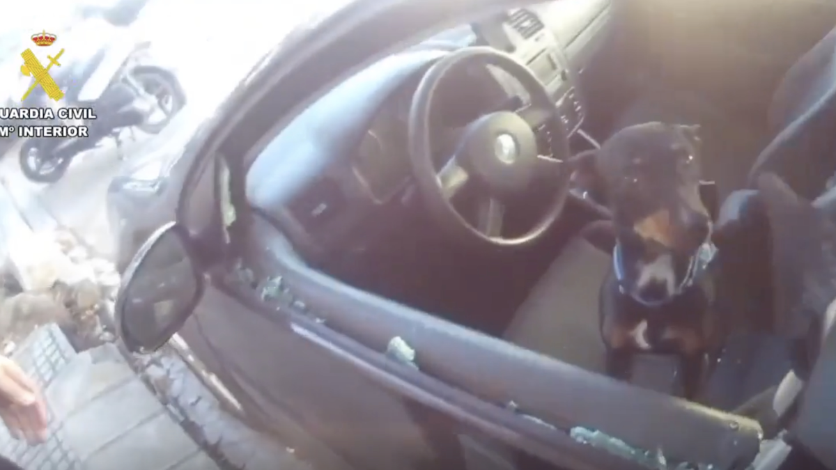 Imatge del moment del rescat del gos.