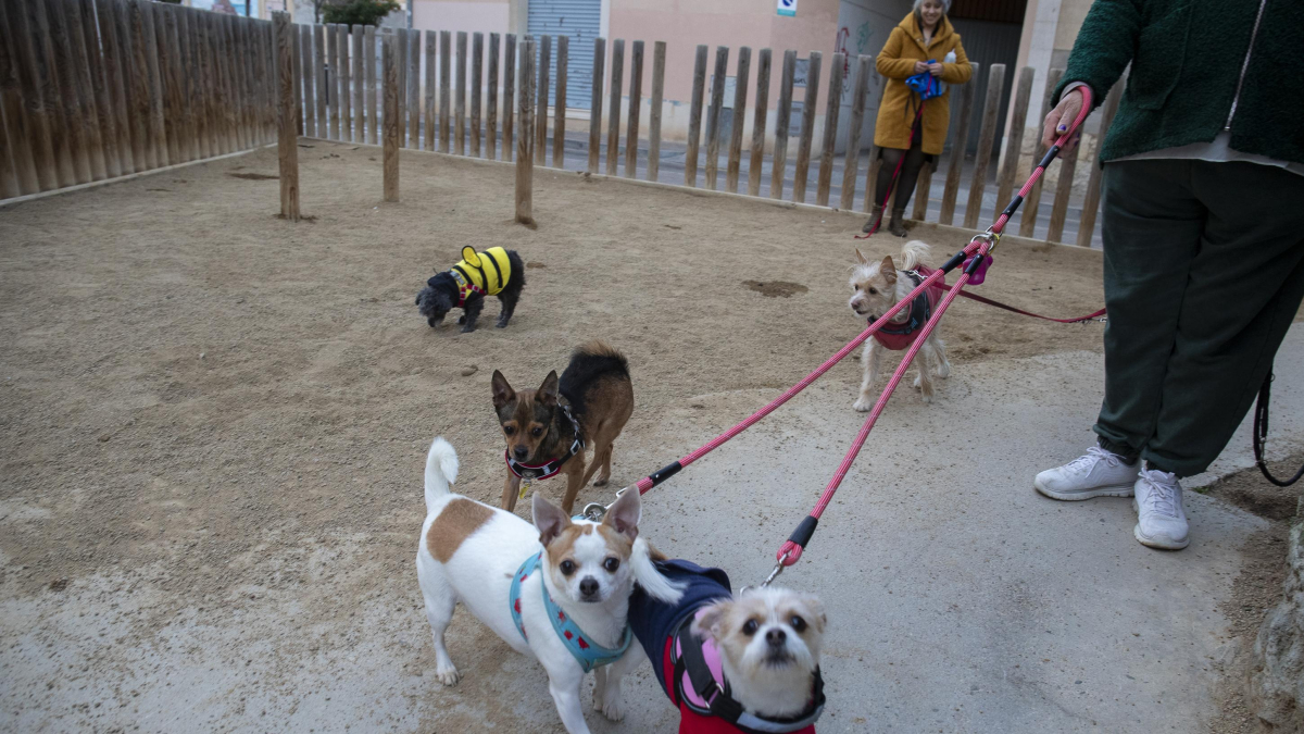 Varios perros, en las instalaciones de uno de los pipi-canes repartidos por Reus.