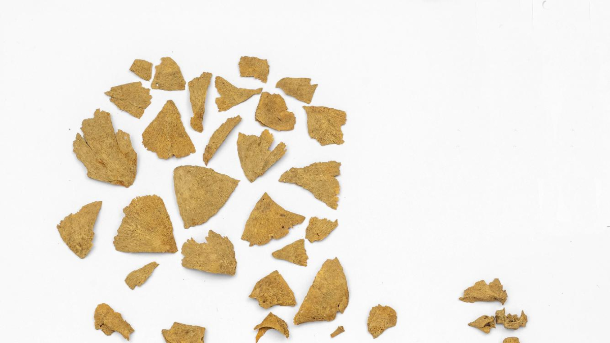 Esqueleto de un niño con síndrome de Down de Les Eretas, yacimiento de la edad del hierro de Navarra, que murió en torno a las 26 semanas de edad gestacional.