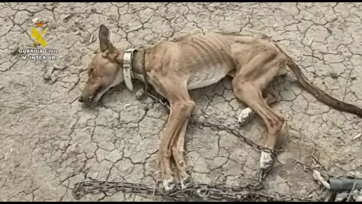 Imagen de uno de los animales.