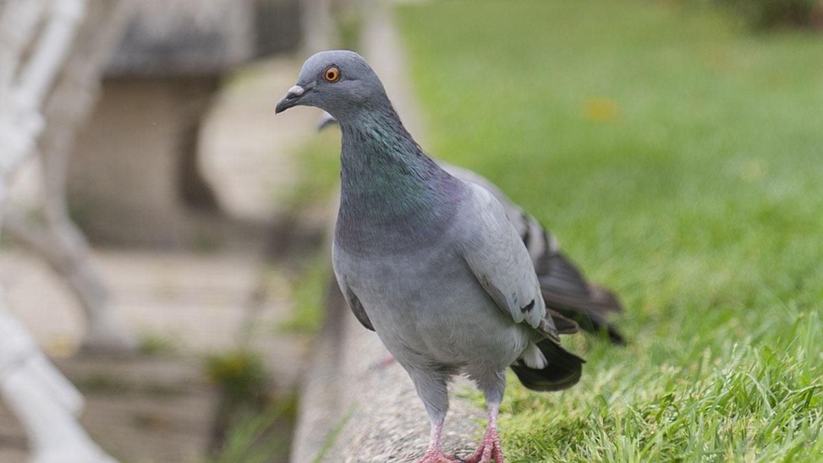 Imatge d'un colom.