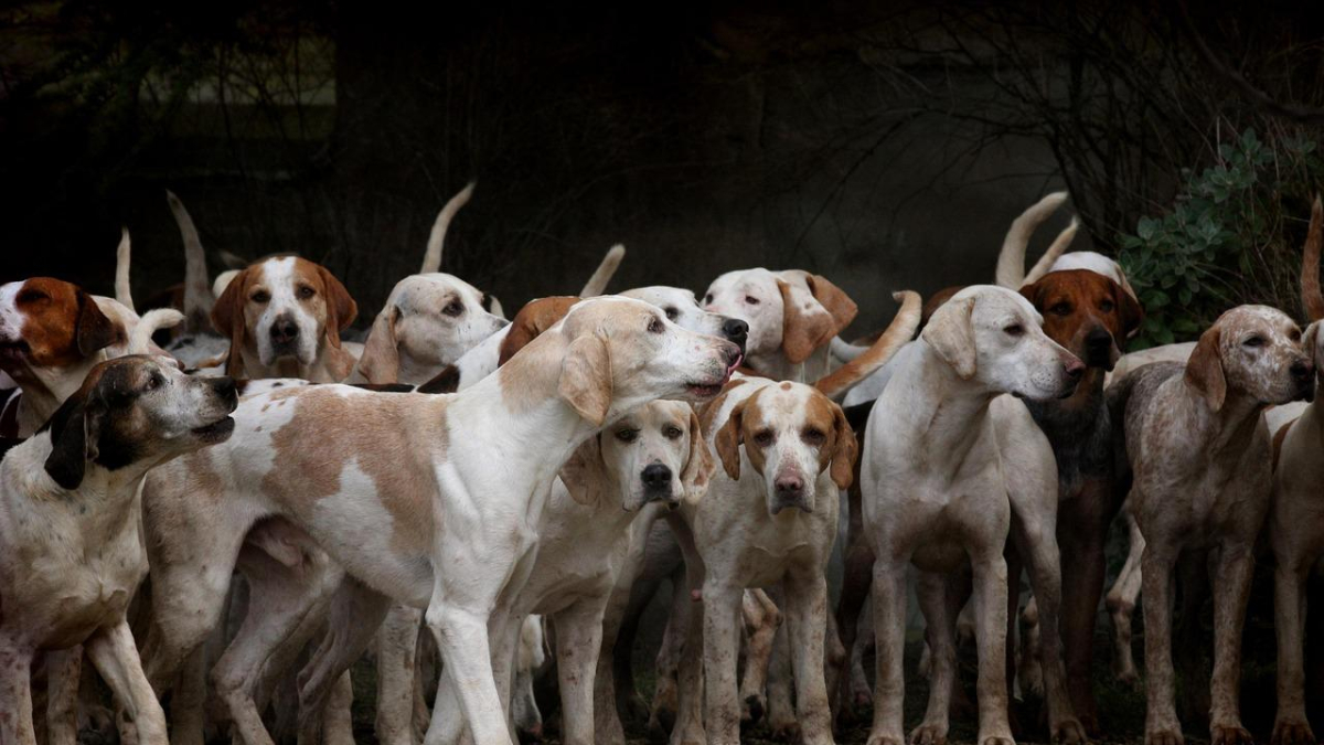 Imagen de varios perros.