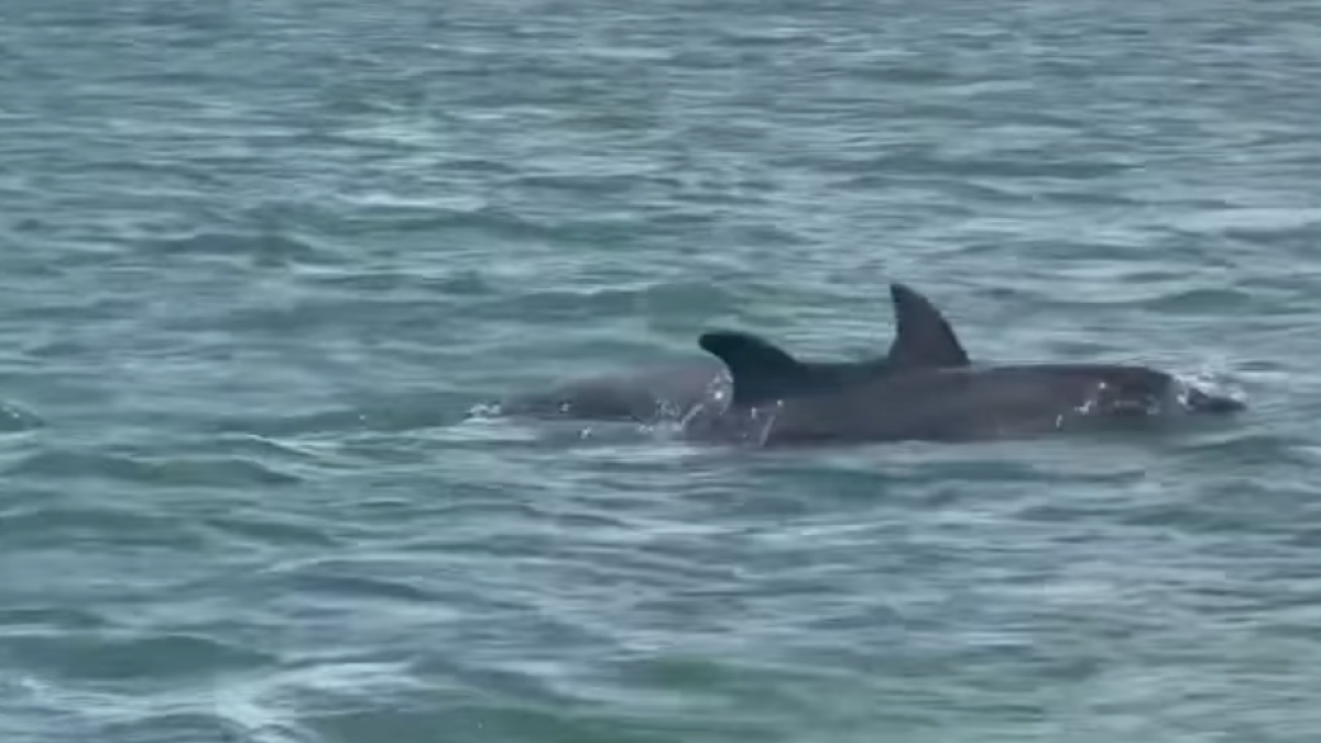 Imagen de dos de los delfines que se han dejado ver en la Ràpita.