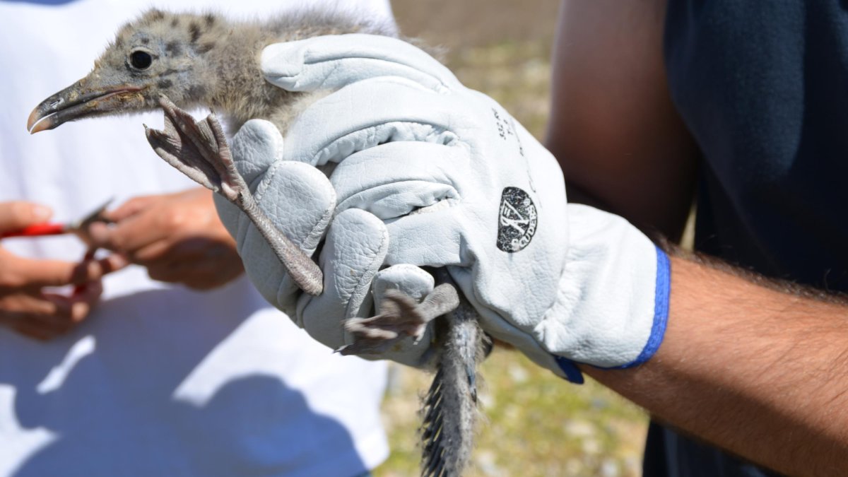 Anellament d'un poll de gavina corsa al port de Tarragona, en una imatge d'arxiu.