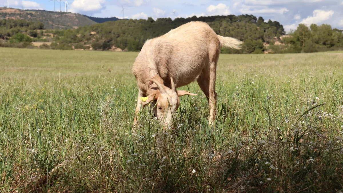 Una cabra paciendo por una finca de Solivella.