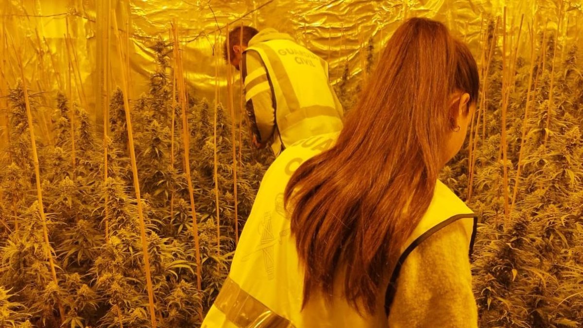 Agentes ed la Guardia Civil en la plantación de marihuana encontrada en Salou.