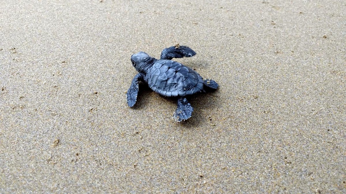 Una cría de tortuga boba.