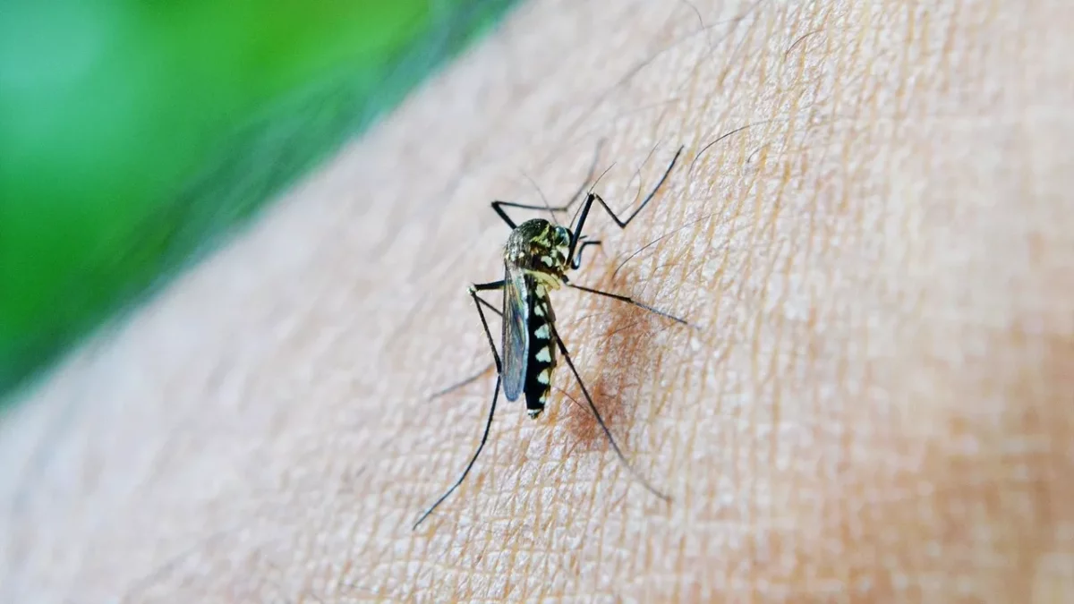 Imatge d'arxiu d'un mosquit sobre la pell